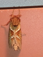 Triodia sylvina