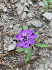 Iberis umbellata