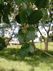 Ziziphus