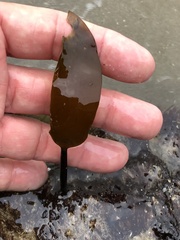 Laminaria sinclairii