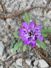Iberis umbellata