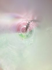 Brachyleptura brevis