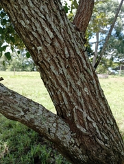 Ziziphus