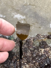 Laminaria sinclairii