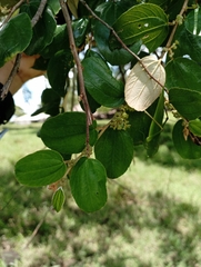 Ziziphus