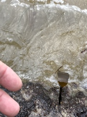 Laminaria sinclairii