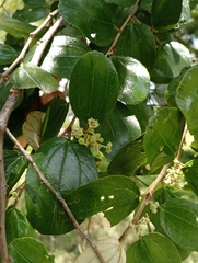 Ziziphus