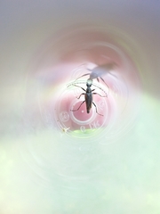 Brachyleptura brevis