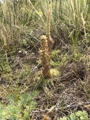 Orostachys spinosa