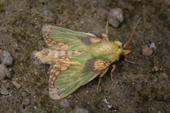 Parasa pastoralis