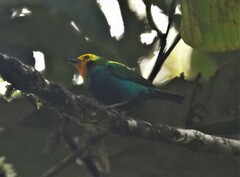 Chlorochrysa nitidissima