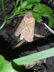 Triodia sylvina