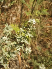 Marrubium peregrinum