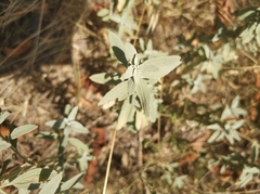 Marrubium peregrinum