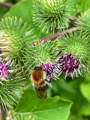 Bombus