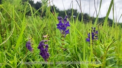 Scutellaria baicalensis