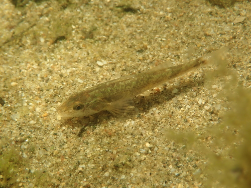 Apron (Zingel asper) — Percidae — 2