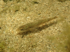 Zingel asper