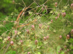 Thalictrum strigillosum