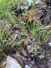 Epilobium nutans