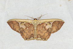 Zythos avellanea