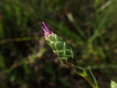Liatris cylindracea
