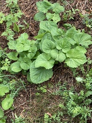Valeriana pyrenaica