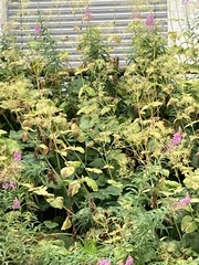Valeriana pyrenaica
