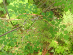 Thalictrum strigillosum