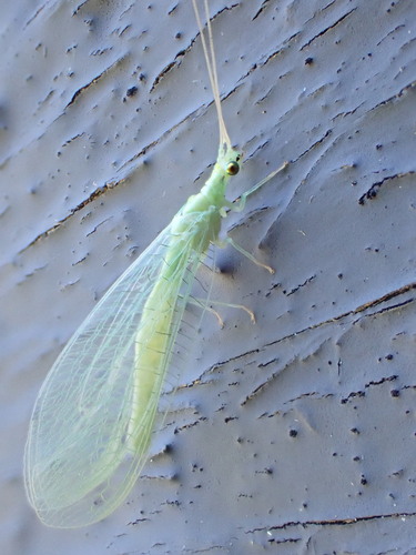 Meleoma emuncta