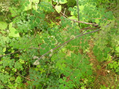 Thalictrum strigillosum