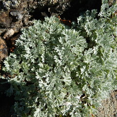 Artemisia alaskana