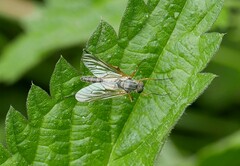 Rhagio annulatus