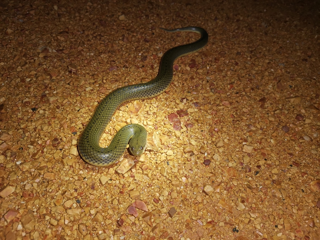 rice-paddy-snake-from-90110-on