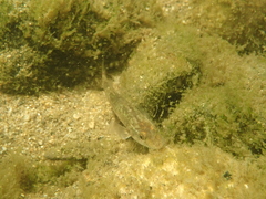 Zingel asper