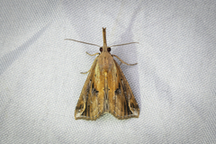 Hypena labatalis