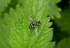 Xanthogramma pedissequum