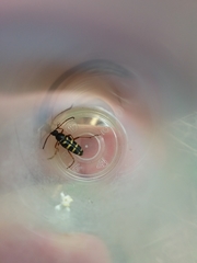 Typocerus sparsus