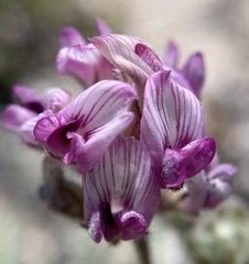 Astragalus austiniae