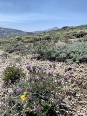 Astragalus austiniae