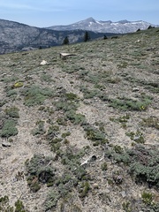 Astragalus austiniae