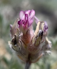 Astragalus austiniae