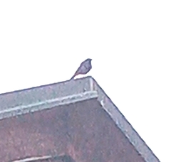 Phoenicurus phoenicurus