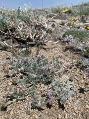 Astragalus austiniae