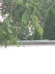 Phoenicurus phoenicurus