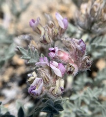 Astragalus austiniae