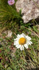 Leucanthemopsis