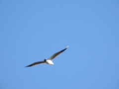 Chroicocephalus maculipennis