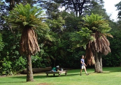 Dicksonia fibrosa