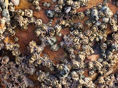 Chthamalus antennatus